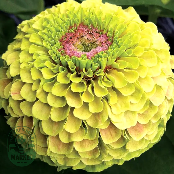 Queeny Lime with Blotch Zinnia Seeds