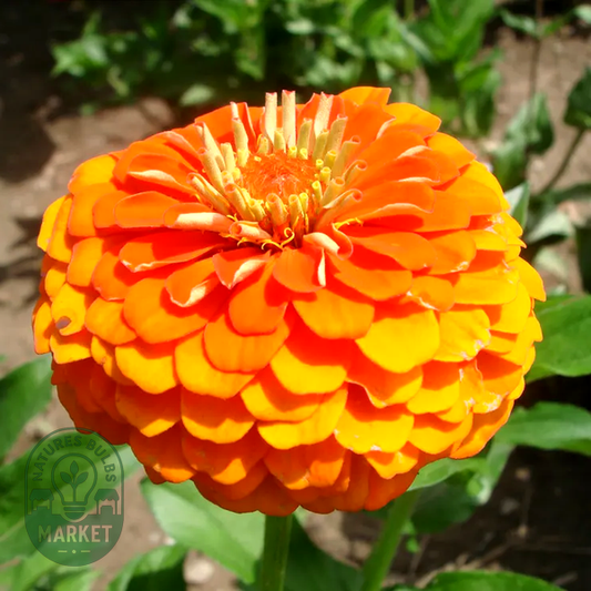 Queeny Pure Orange Zinnia Seeds