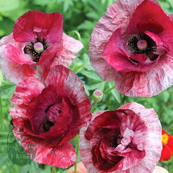 Raspberry Ripple Poppy Seeds