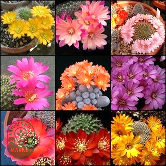 Rebutia Mixed Species