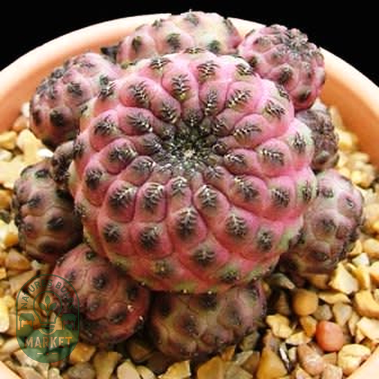Rebutia canigueralii