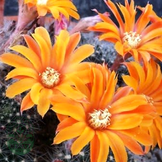 Rebutia fiebrigii