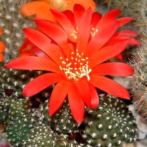 Rebutia minuscula var. grandiflora