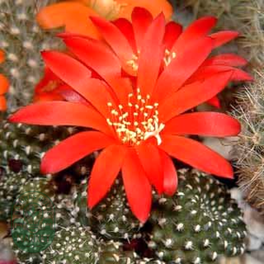 Rebutia minuscula var. grandiflora
