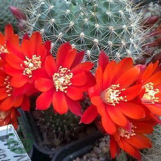 Rebutia pseudodeminuta