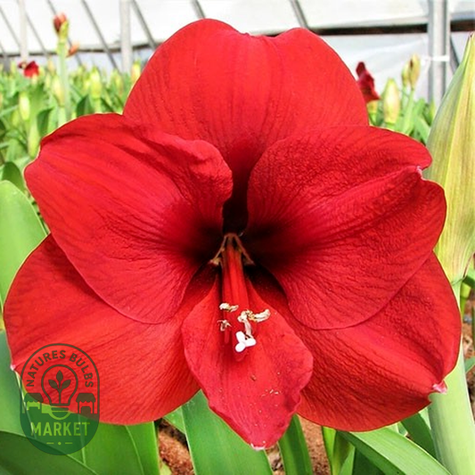 Red Collor