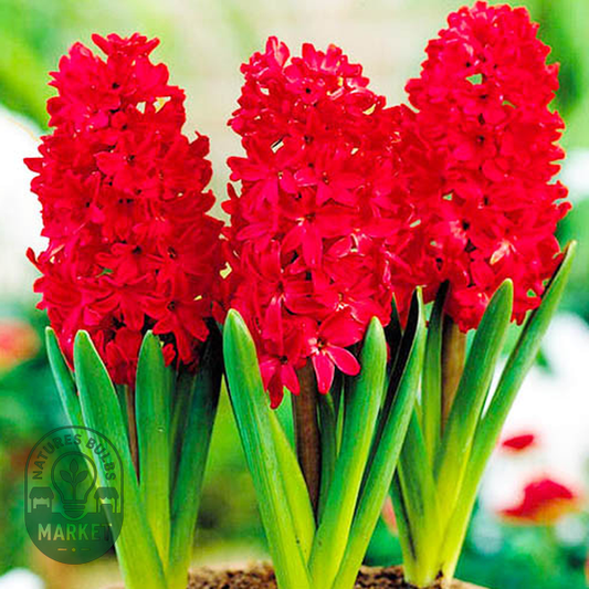 Red Glory