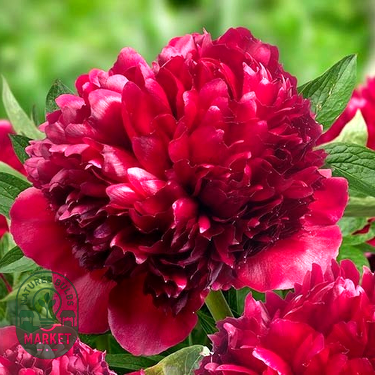 Red Grace