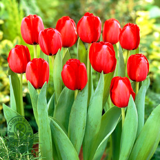 Red Impression