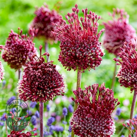 Red Mohican