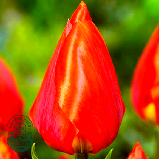 Red Paradiso