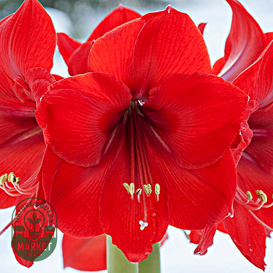 Red Rival