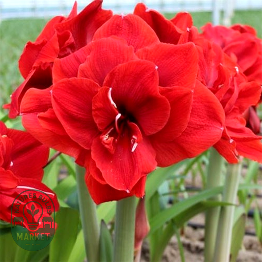 Red Torro