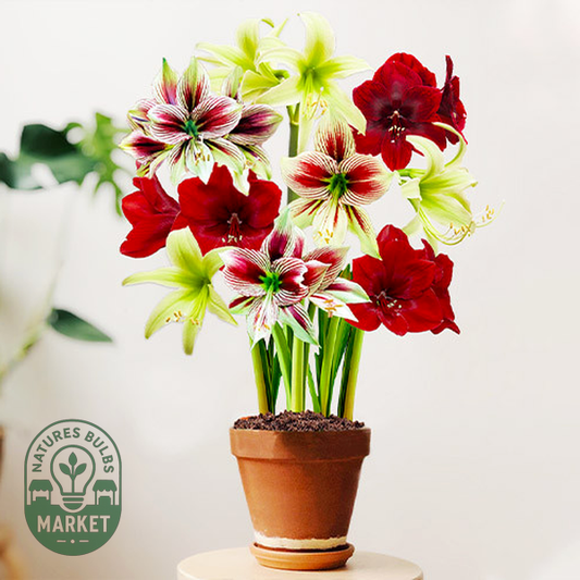 Red and Green