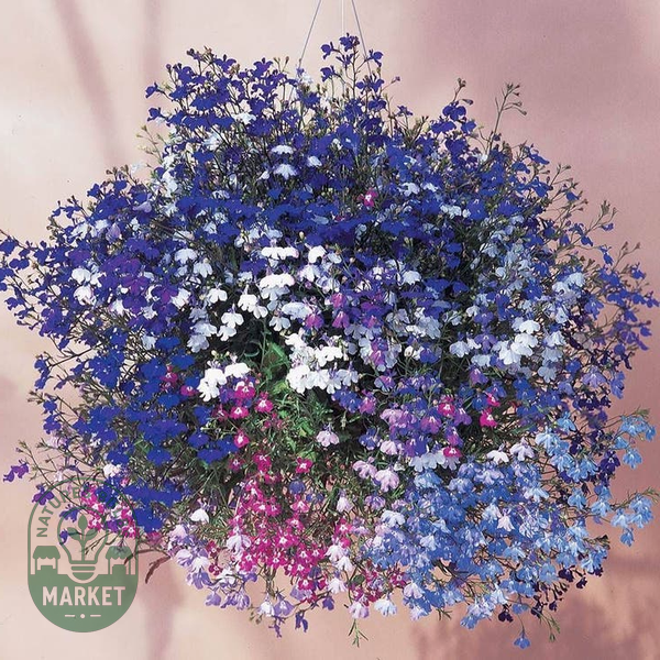 Regatta Mixture Lobelia Seeds