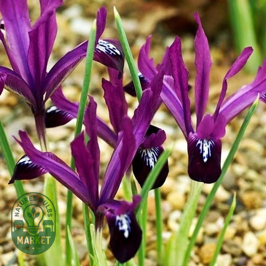 Reticulata Pauline
