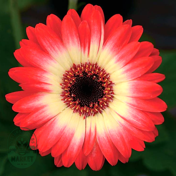 Revolution™ Bicolor Red Lemon Gerbera Daisy Seeds
