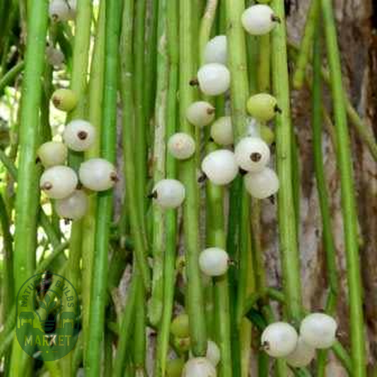 Rhipsalis baccifera