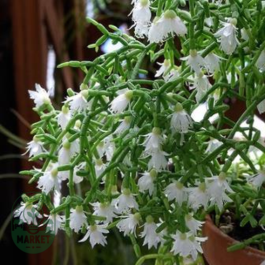 Rhipsalis cereuscula