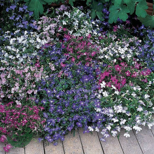 Riviera Mixture Lobelia Seeds