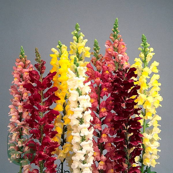 Rocket Hybrid Mix Snapdragon Seeds