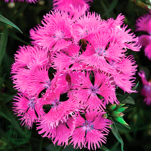 Rockin'™ Purple Dianthus Seeds