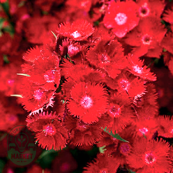 Rockin'™ Red Dianthus Seeds