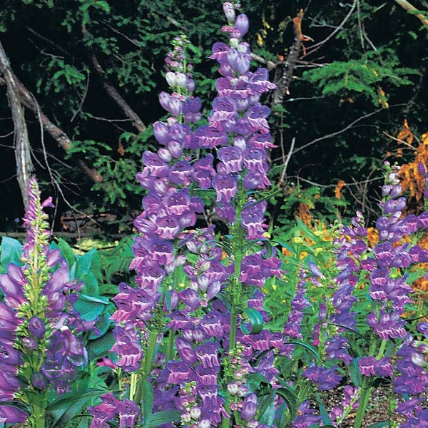 Rocky Mountain Penstemon Seeds