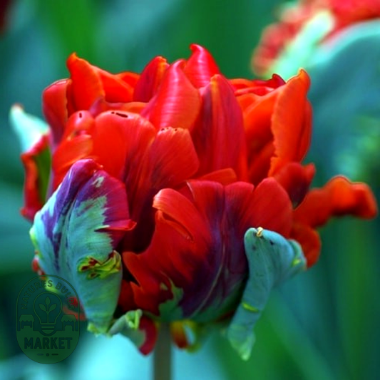 Rococo Double