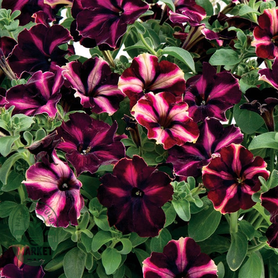 Romantica Moonlight Petunia Seeds