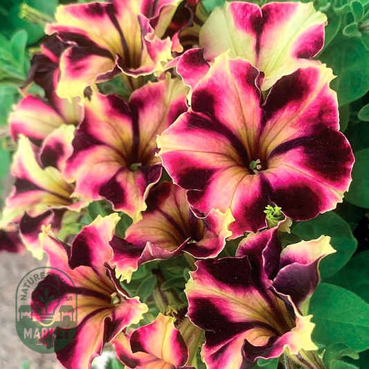 Romantica Norma Petunia Seeds