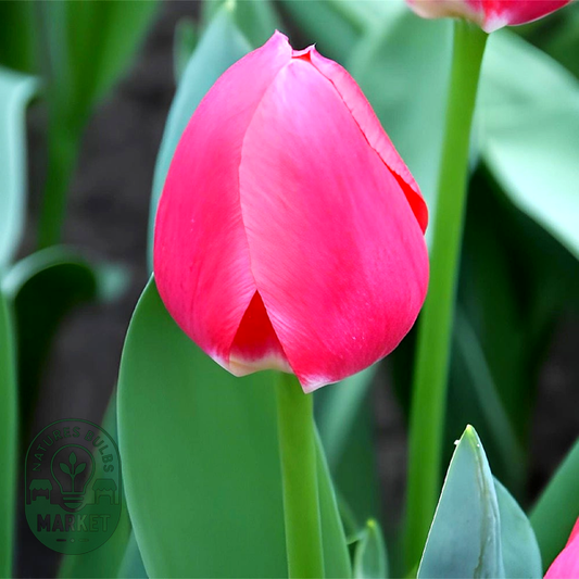 Rosy Delight