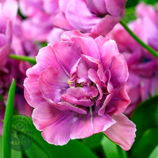 Rosy Diamond