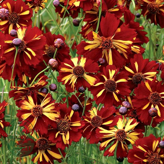 Roulette Coreopsis Seeds