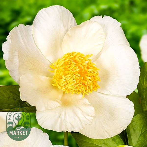 Roy Pehrson's Best Yellow