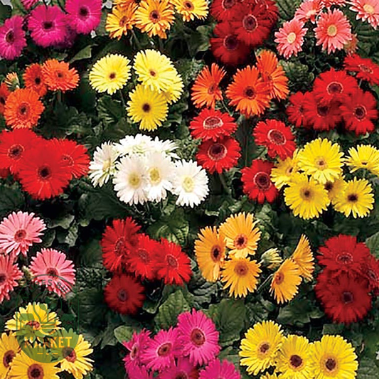 Royal™ Premium Mix Gerbera Daisy Seeds