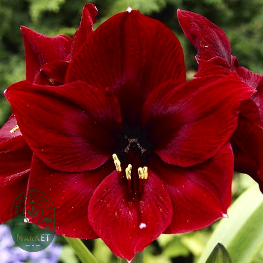 Royal Velvet