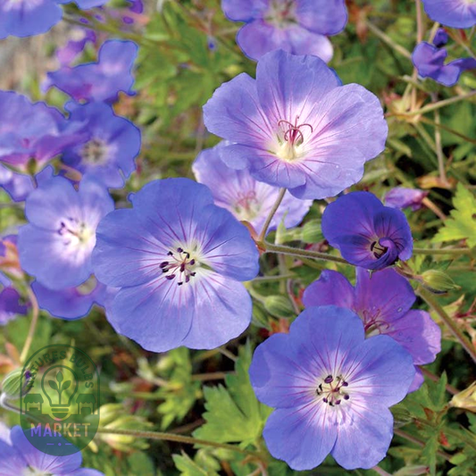 Rozanne' Geranium