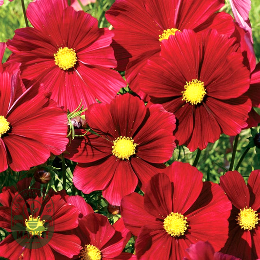Rubenza' Cosmos Seeds