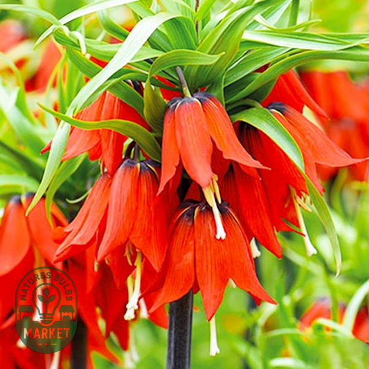 Rubra Maxima