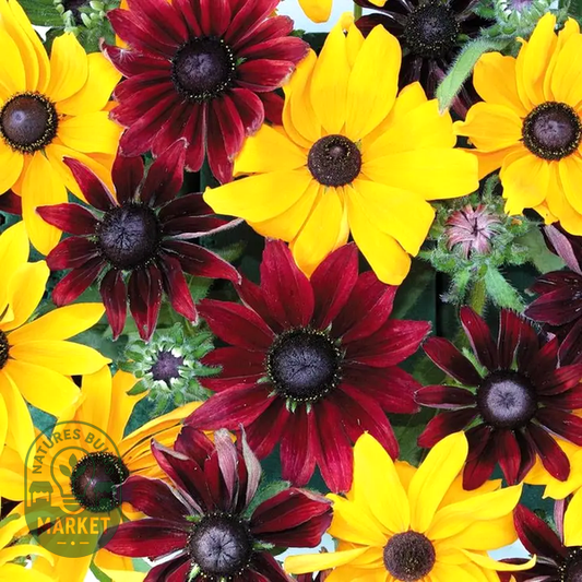 Ruby Gold' Rudbeckia Seeds