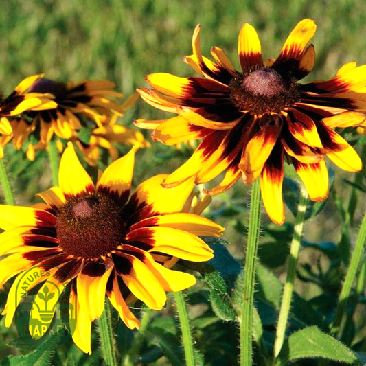 Rudbeckia 'Denver Daisy'