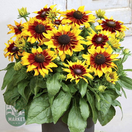 Rudbeckia Echibeckia™ Summerina® Sizzling Sunset™