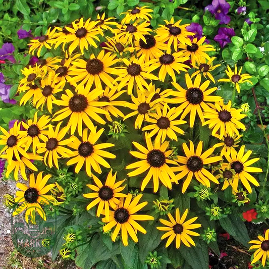 Rudbeckia 'Little Goldstar'