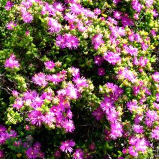 Ruschia densiflora