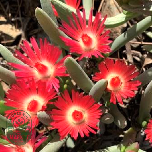 Ruschia marianae