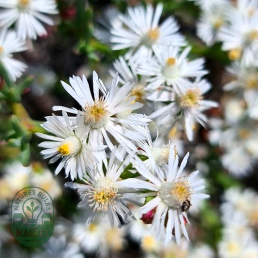 Ruschia multiflora