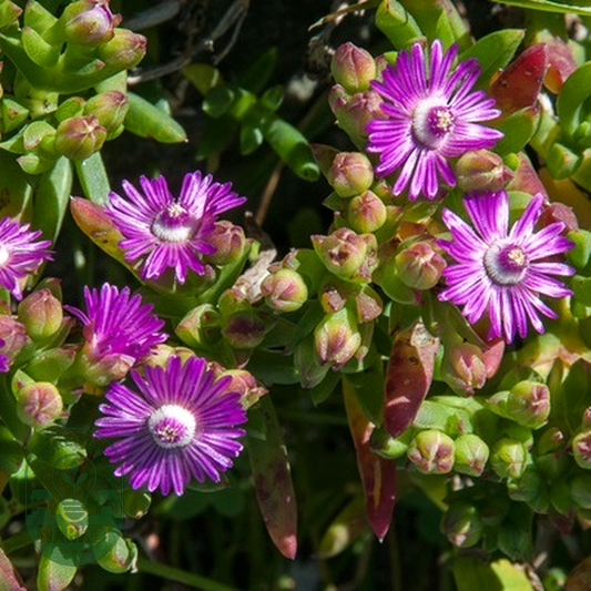 Ruschia schollii