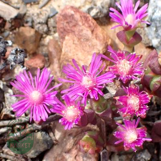 Ruschia staminodiosa