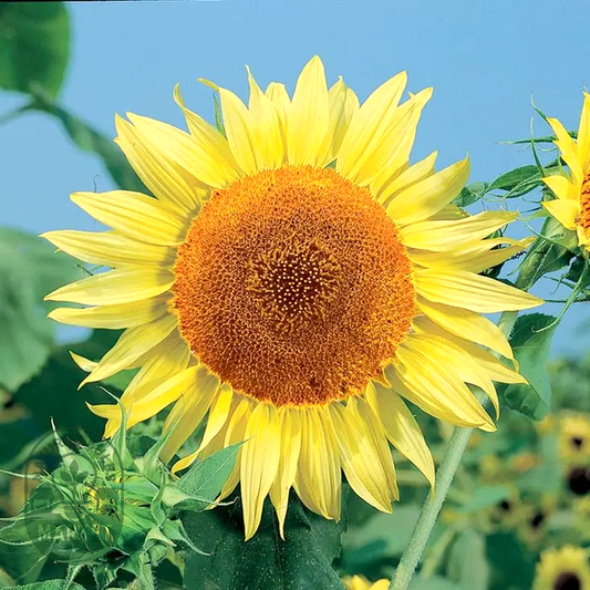 Russian Mammoth Sunflower Seeds